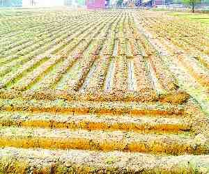 After sowing fertilizer-water crisis