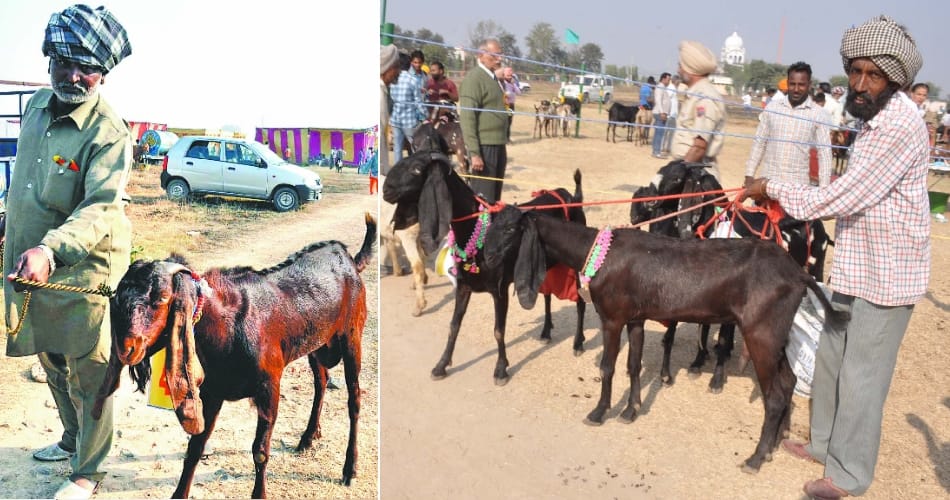 Dairy goat center of attraction at the fair in mohali