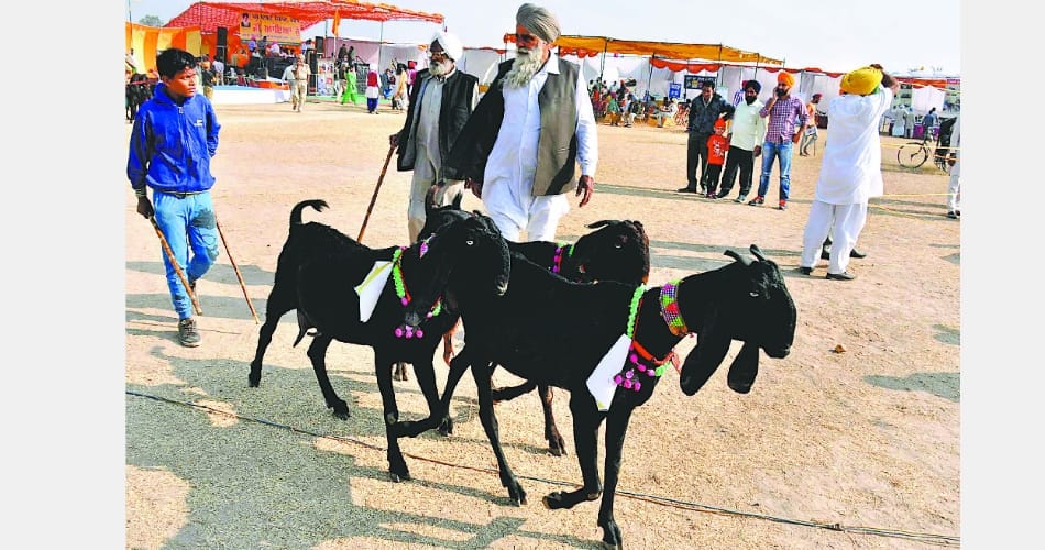 Dairy goat center of attraction at the fair in mohali