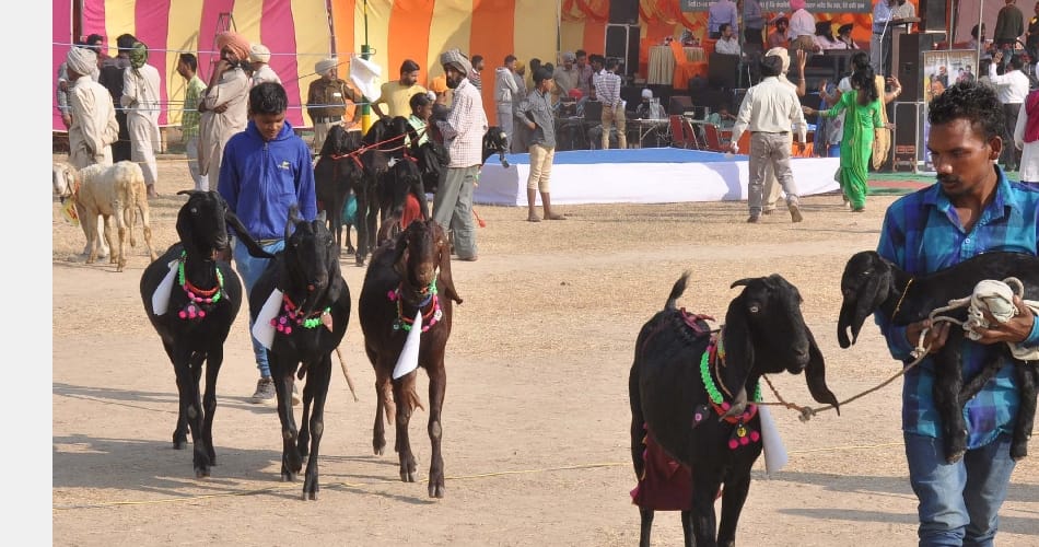 Dairy goat center of attraction at the fair in mohali