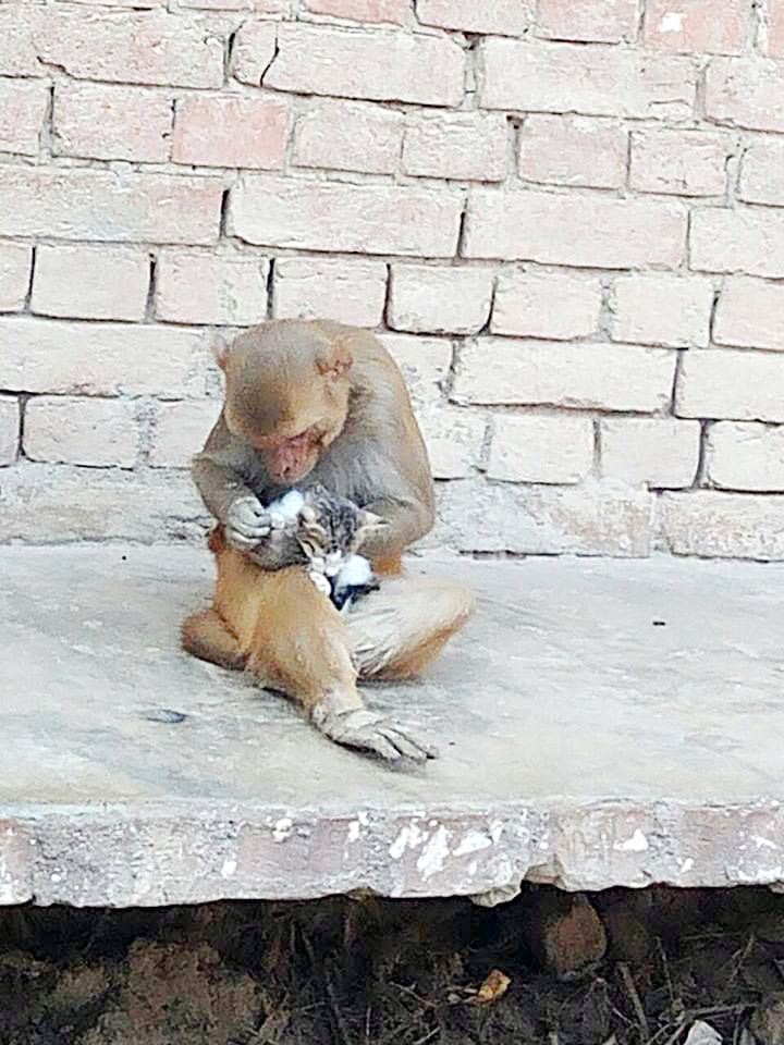 look love of monkey and cat