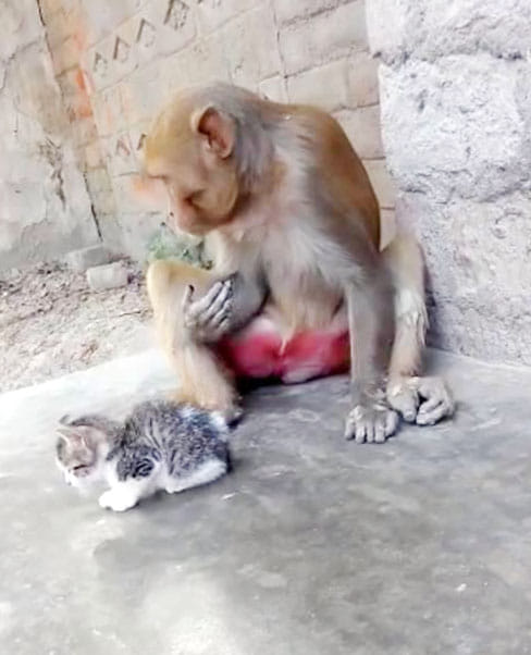 look love of monkey and cat