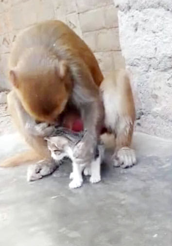 look love of monkey and cat