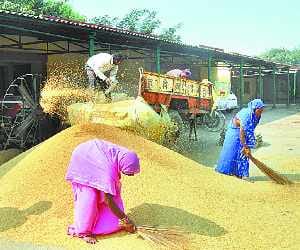 The brakes on purchasing paddy from captive Note