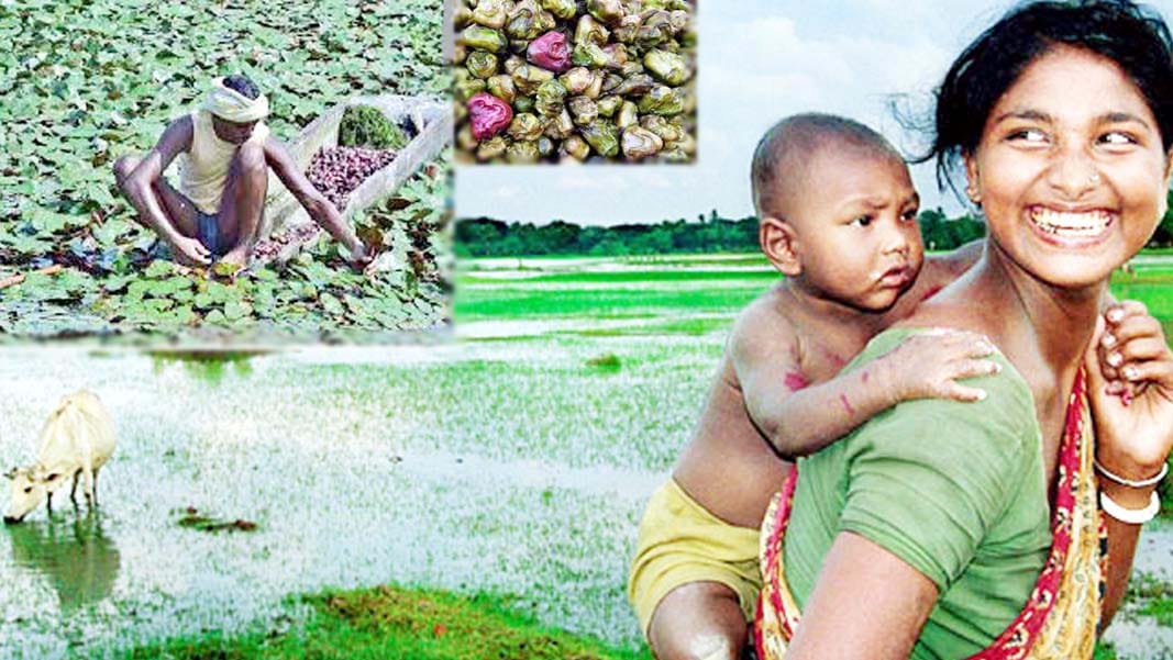today extremely happy water chestnut farmers