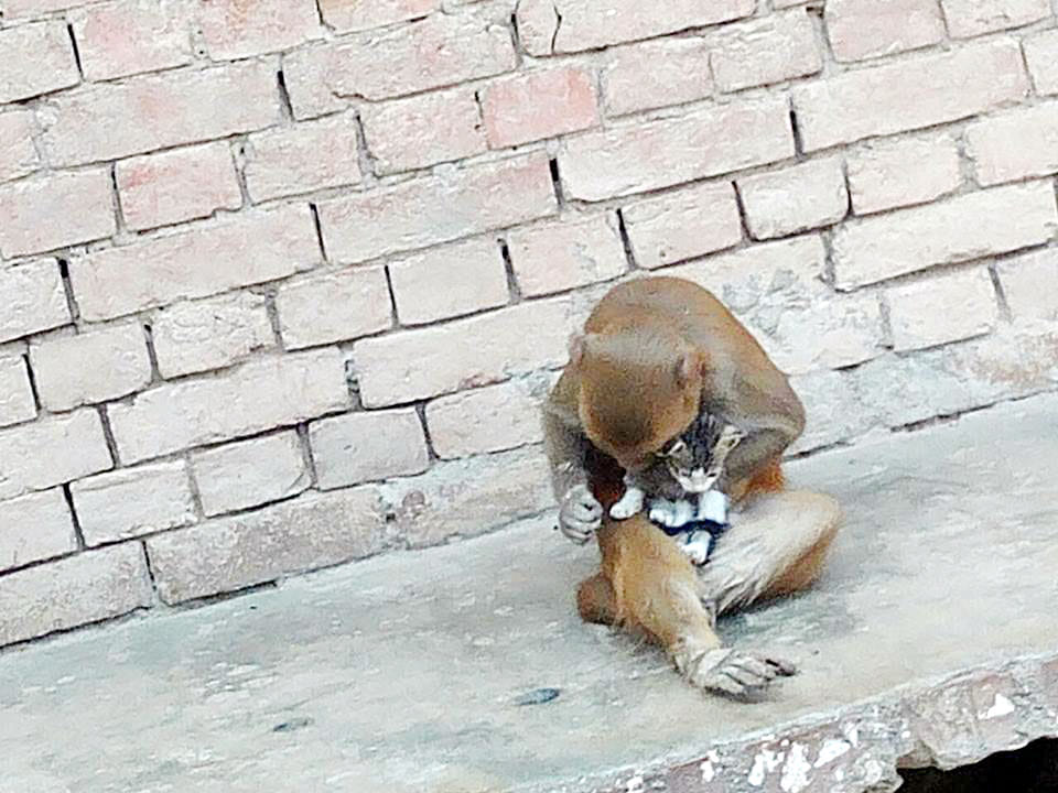 monkey are Half of the in city will be in custody soon