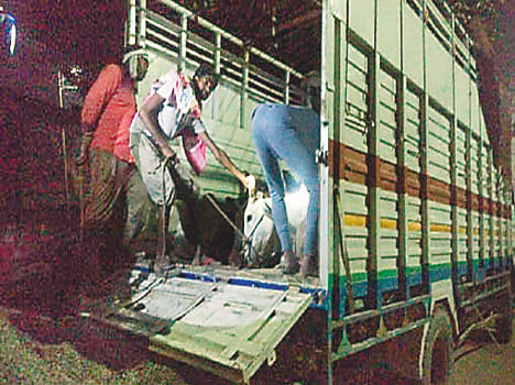 DCM 37 progeny recovered, two dead