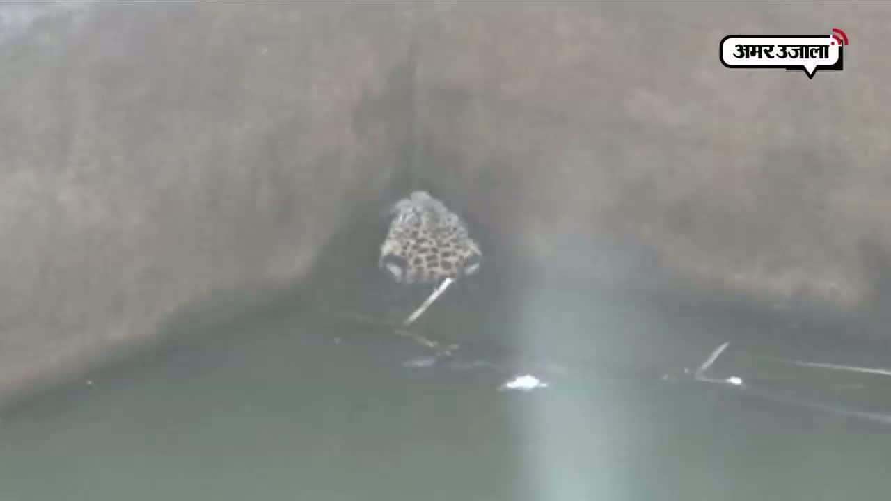 तेंदुए गिरा कुएं में