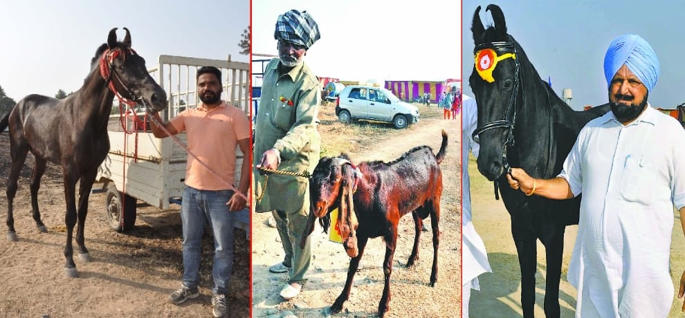 Look, milk drinker mare and milking a goat, priced in the millions