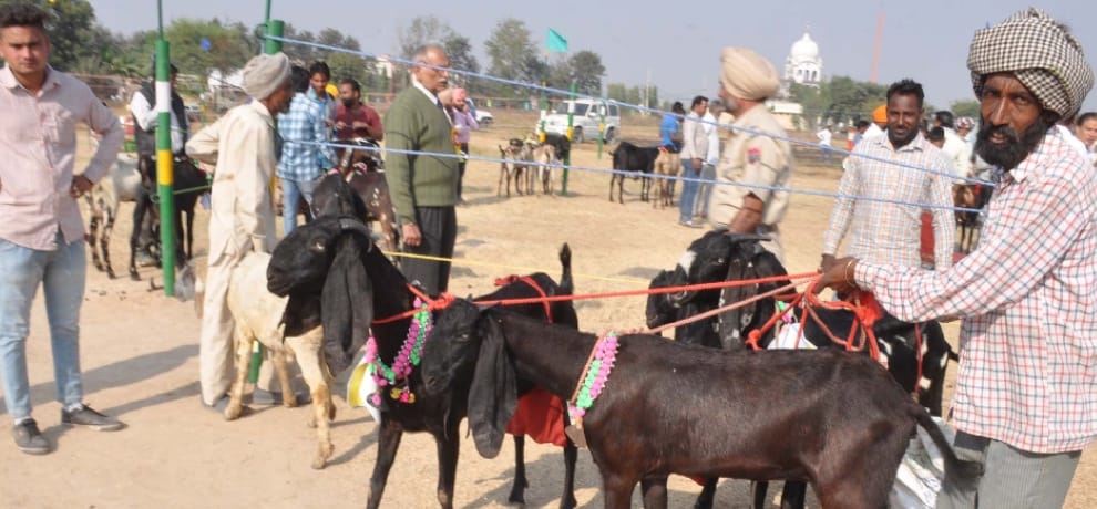 Look, milk drinker mare and milking a goat, priced in the millions