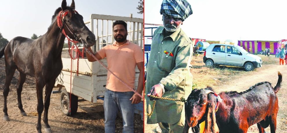 Look, milk drinker mare and milking a goat, priced in the millions