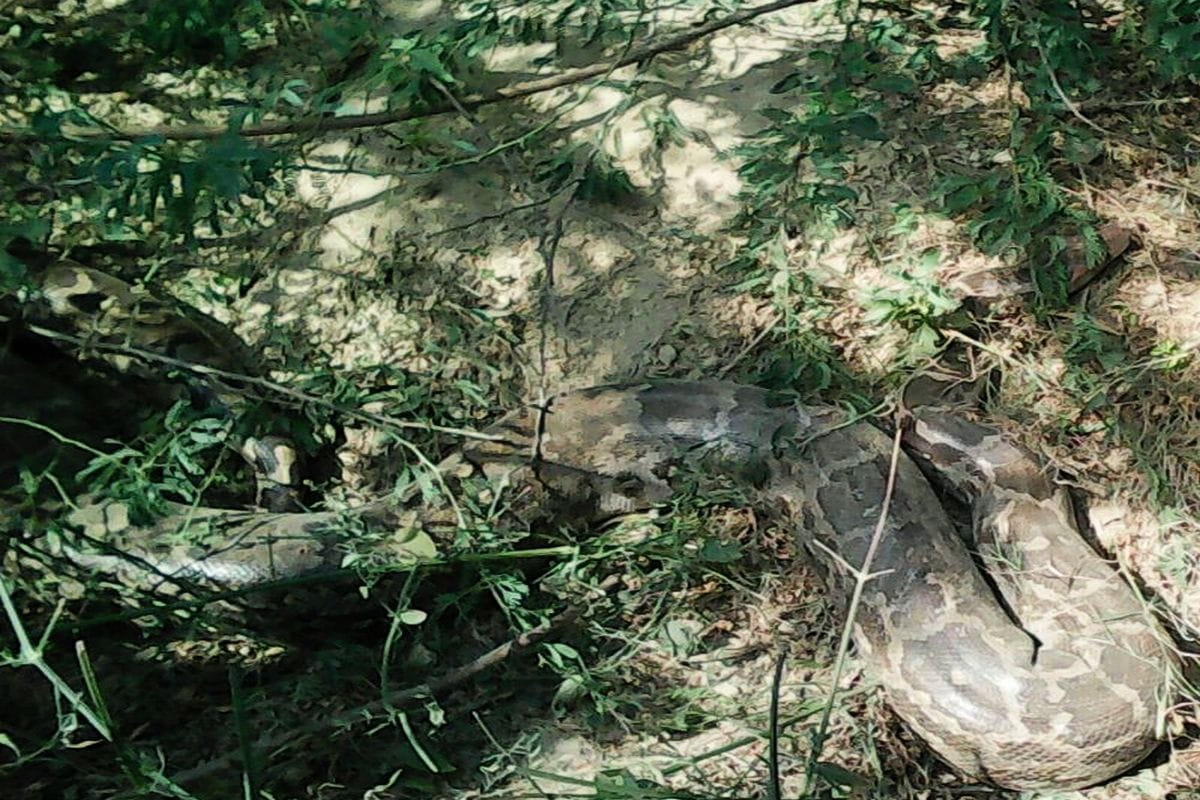 Rasulabad out to 11 feet long python, panic