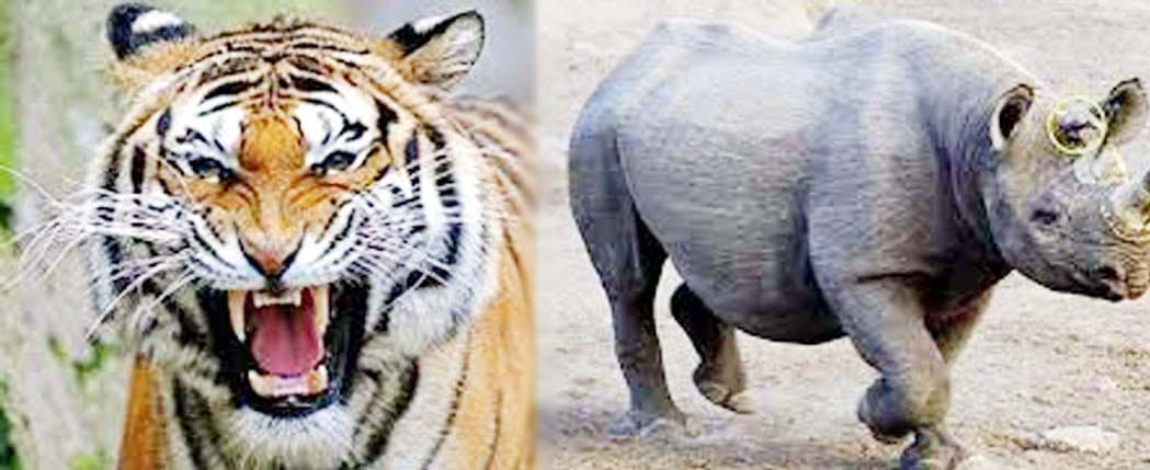 animals adopted by hal 