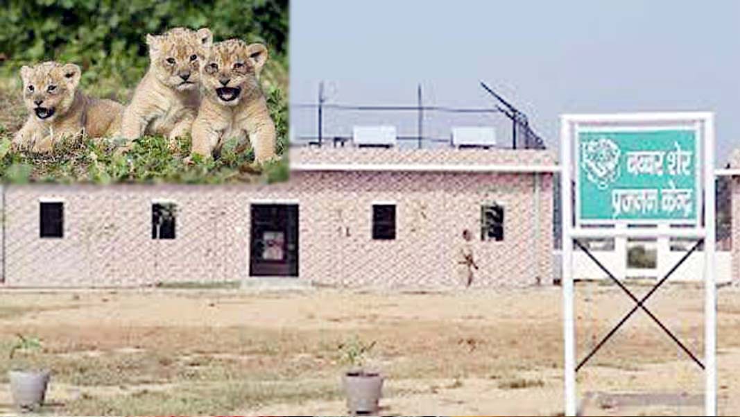 american team arrived etawah safari 