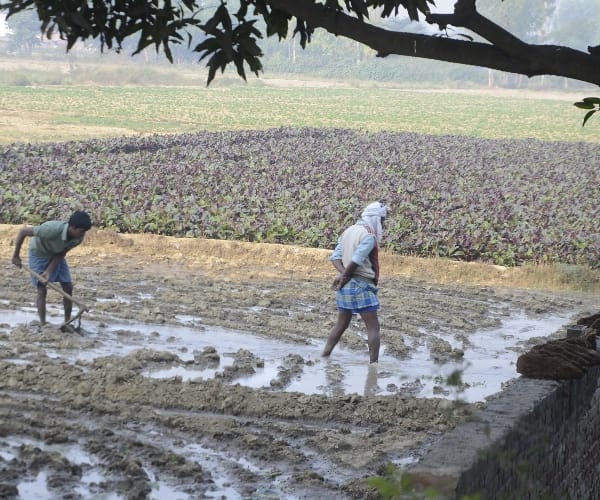 wheat cultivation effected without rain