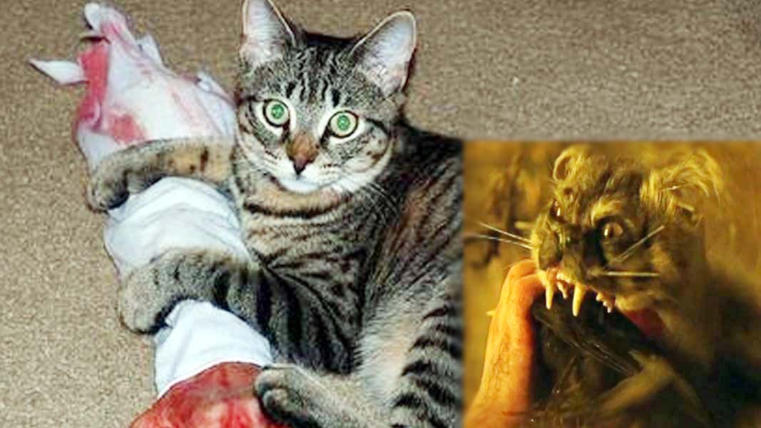 cat killed newborn baby 