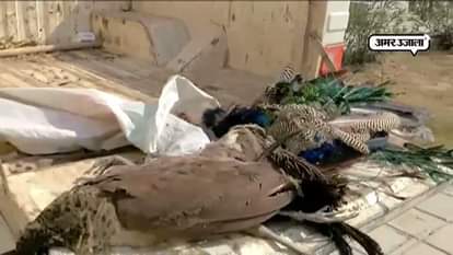 Dead body of three peacock found in Mohali