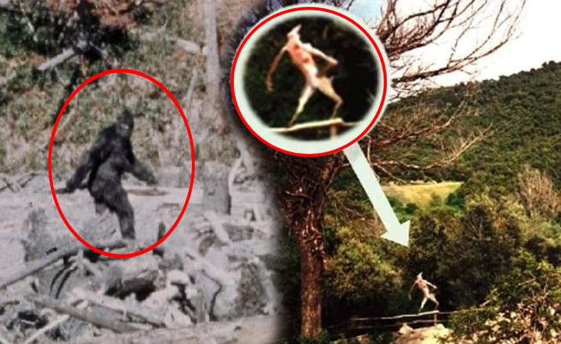 Real Life Stories Of Mysterious Creatures
