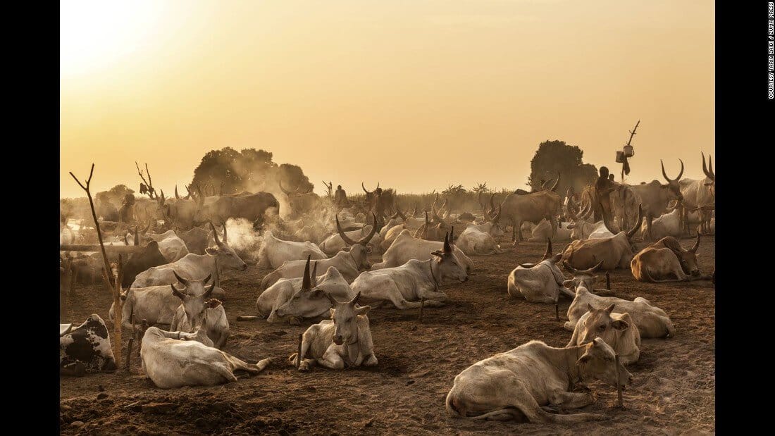24 animal killed in sheds 