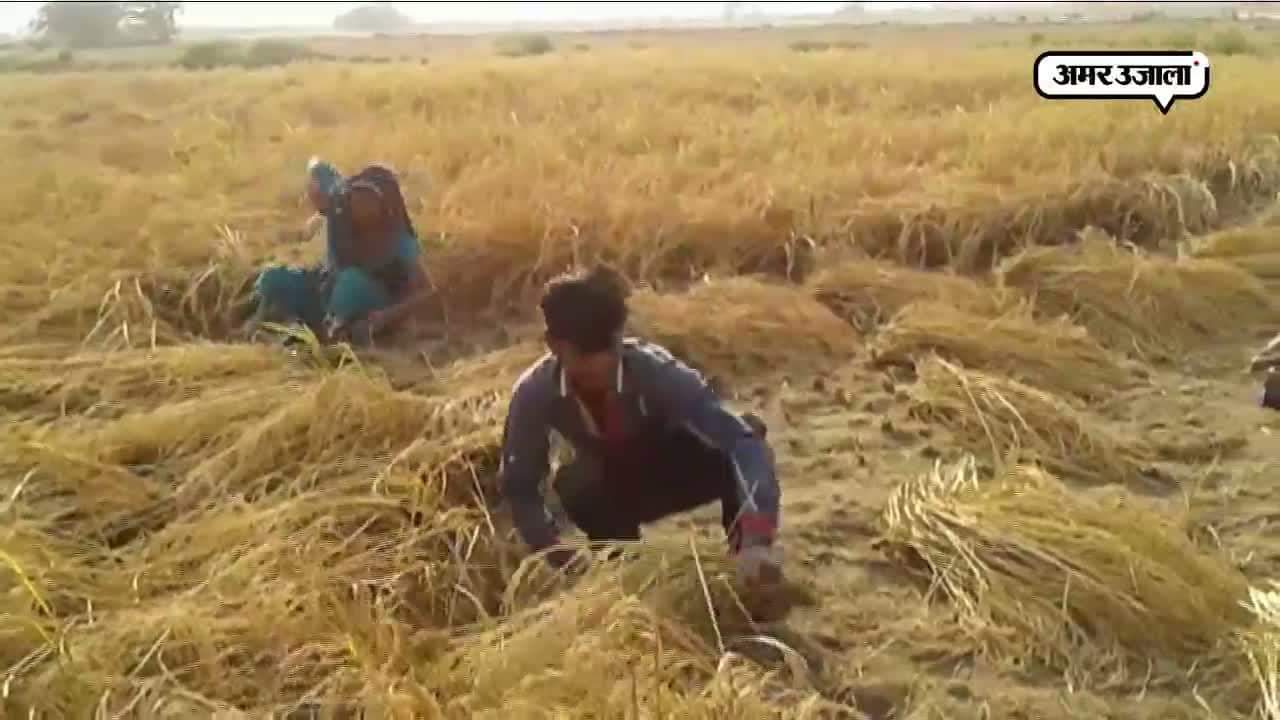 किसान हुए हलाकान