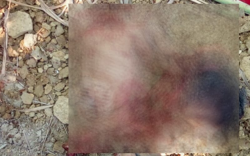 father in sitapur cuts his kid into pieces