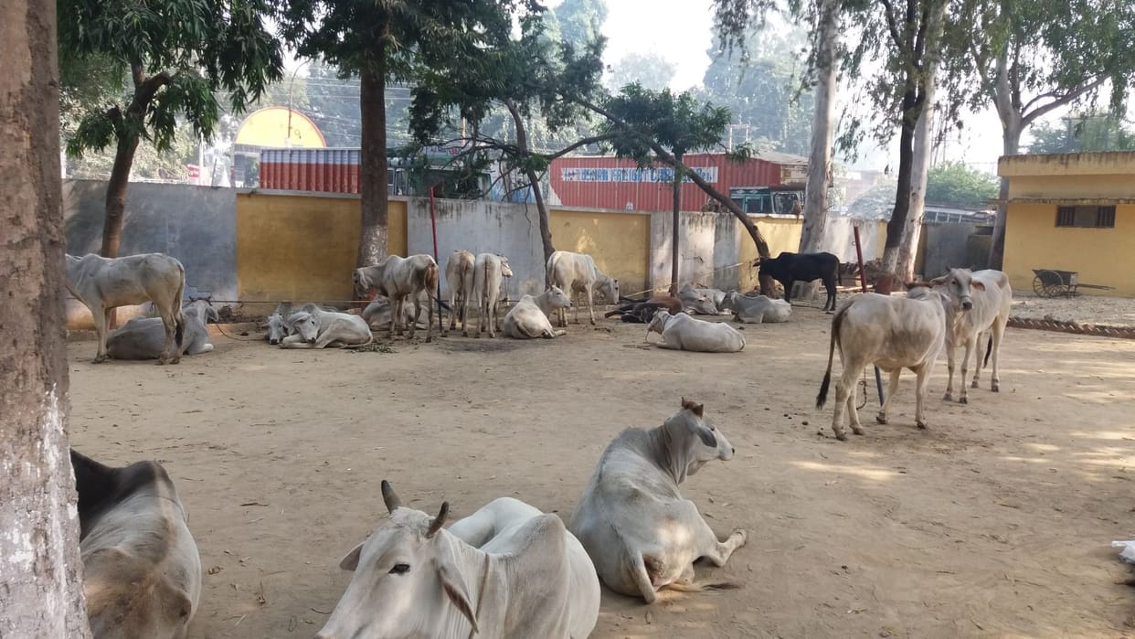 Truck full of bovine animals caught 50 animals recovered