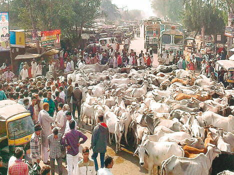 Anna cattleiः villagers have blocked the highway