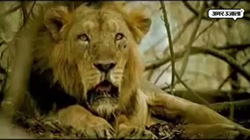 all lion in safari are save from canine distemper