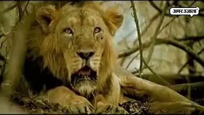 GIR LION DIED AD WITH AMITABH BACCHAN