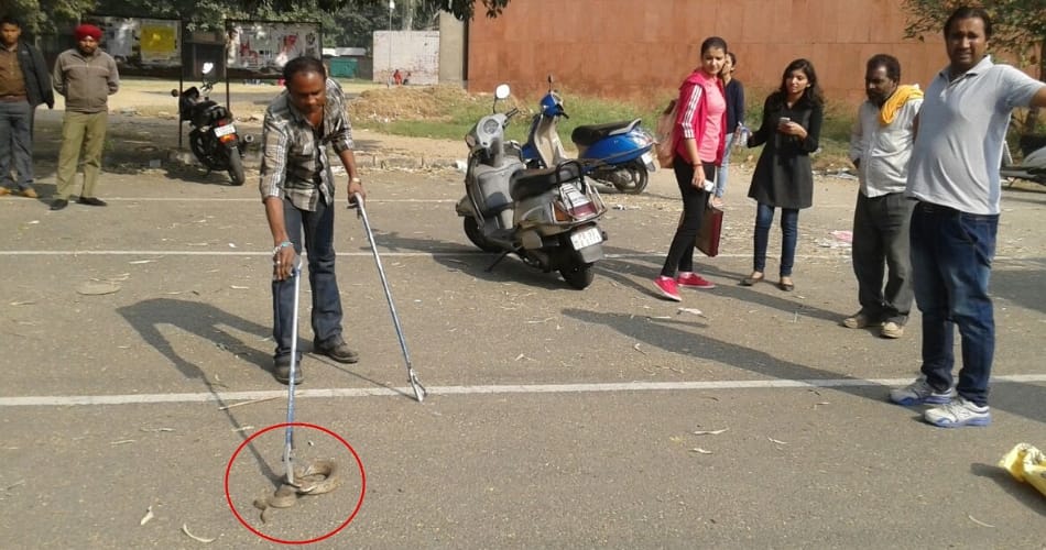Punjab university caught Russell Viper in the campus