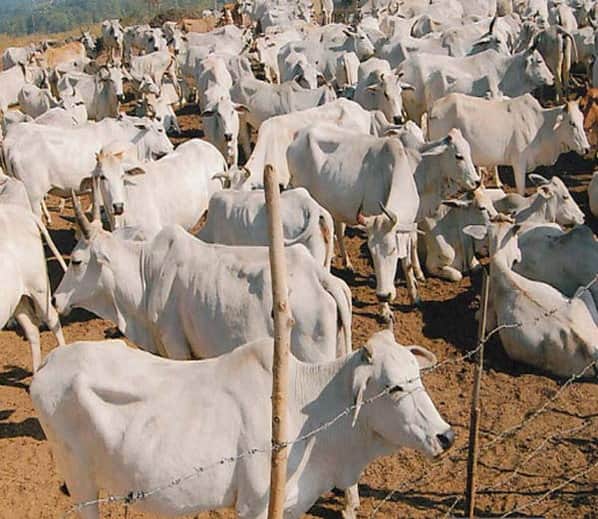 milk shortage due to global warming 
