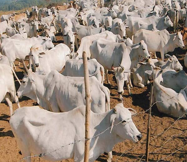 milk shortage due to global warming 
