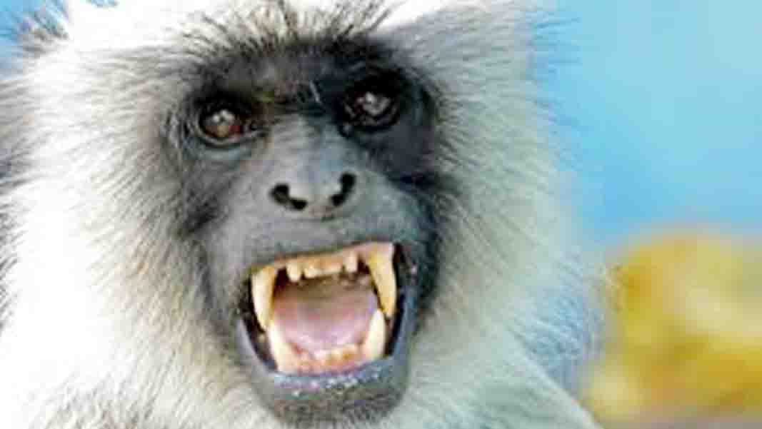 monkey were following women