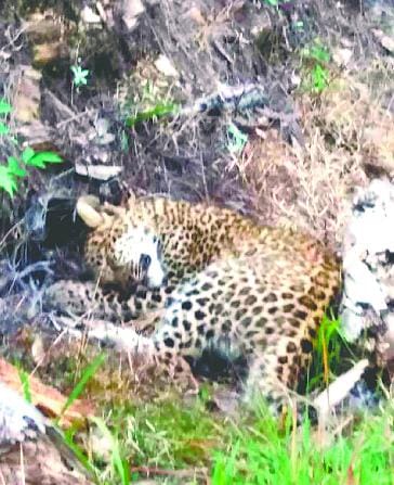 Digra found unconscious in the woods cubs