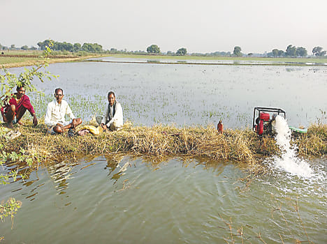 Dubin crops from canals overflow
