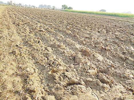 Frozen at 21 per cent wheat sowing