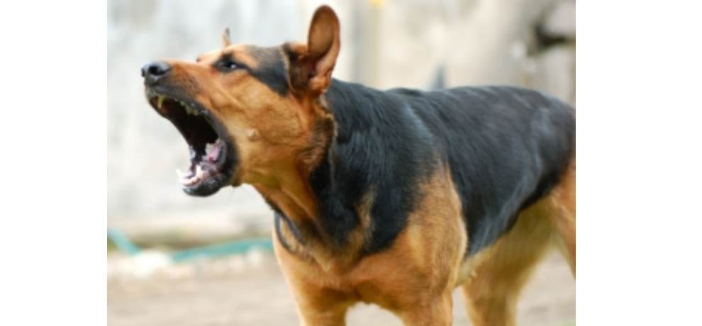 dog save youth life from boar