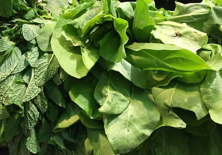 disadvantages of spinach