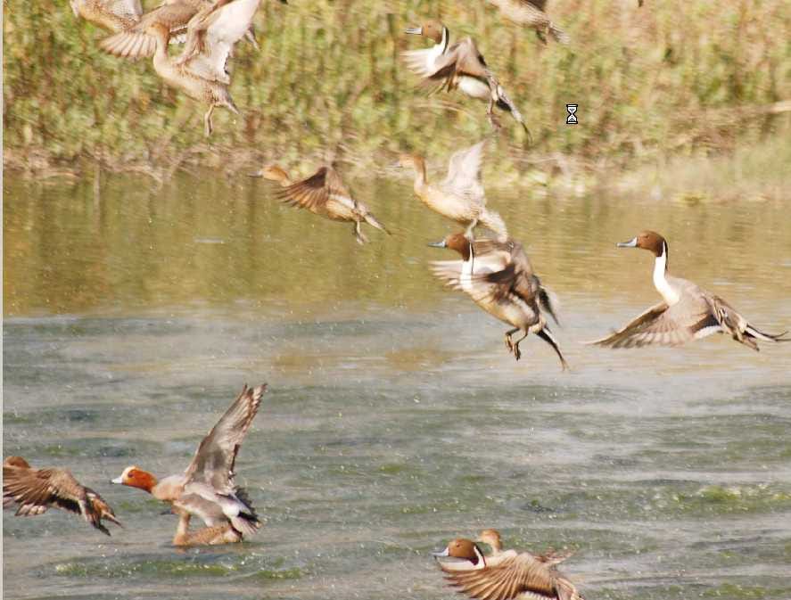Nagra was buzzing with birds lake