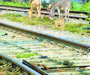 No proper staff in railway department