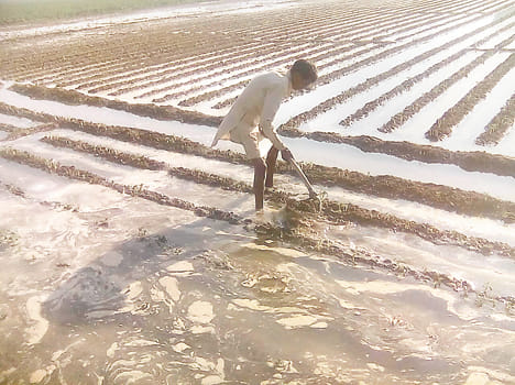 Following the sinking of 70 wells crop acres