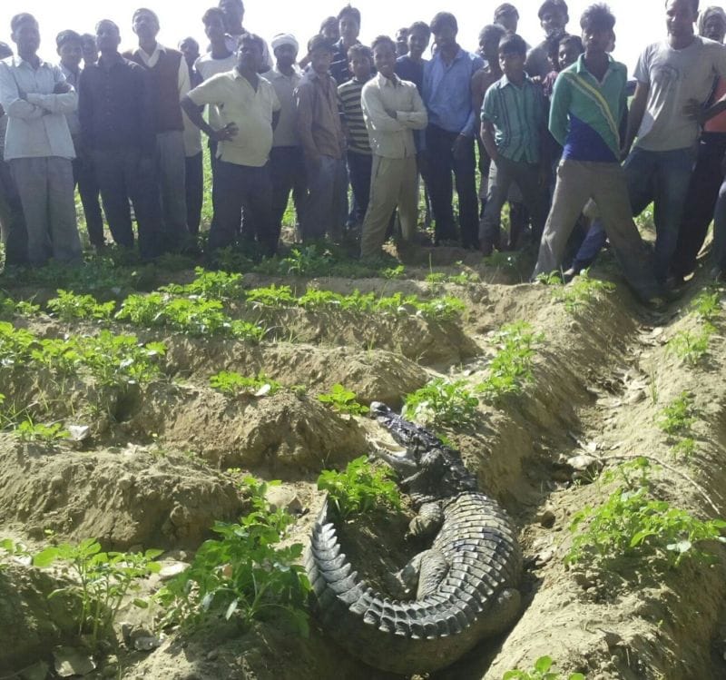 The village came into Brepur crocodile, villagers in panic
