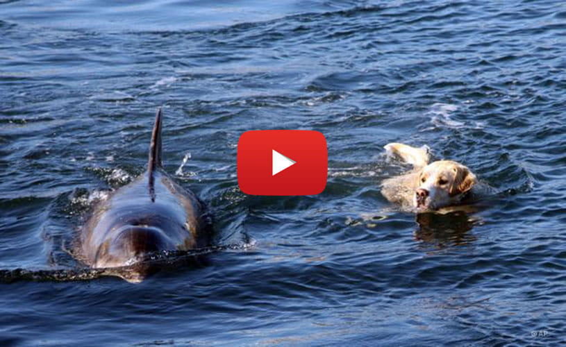unusual friendship of dog and dolphins