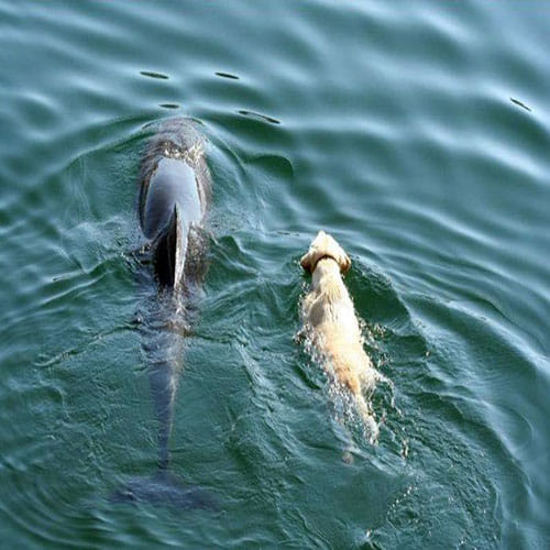 unusual friendship of dog and dolphins