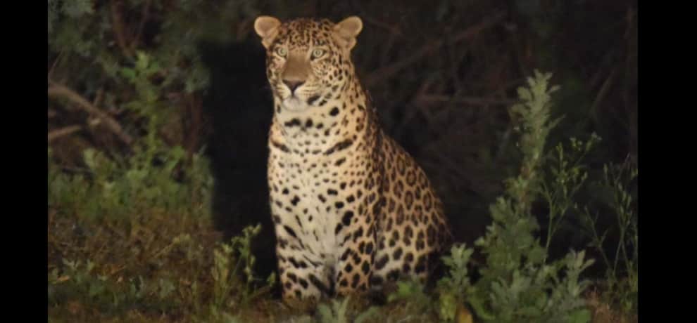 old man fight with Leopard in pithoragarh