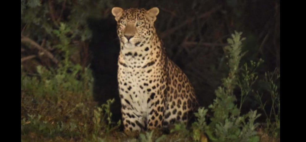 leopard kill four year old boy