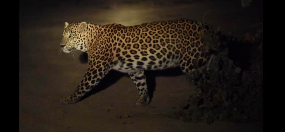  man eater tiger killed hunter mini corbett Passed away