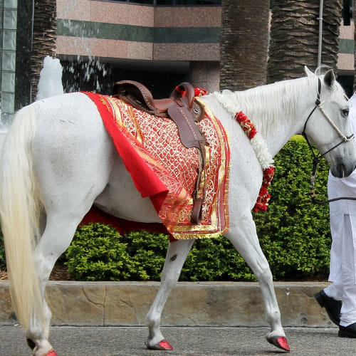 why groom ride on mare