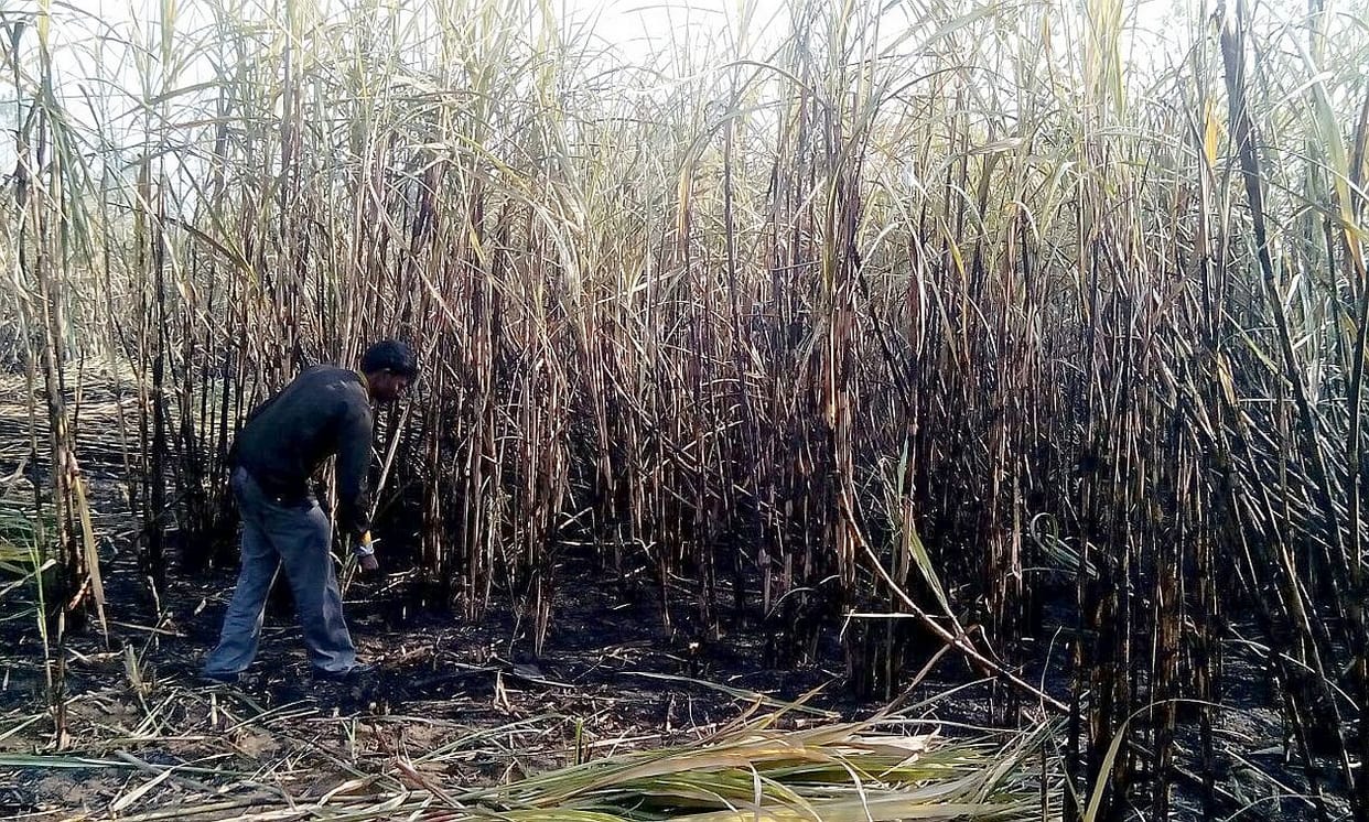 BKU shout again filled with cane payment
