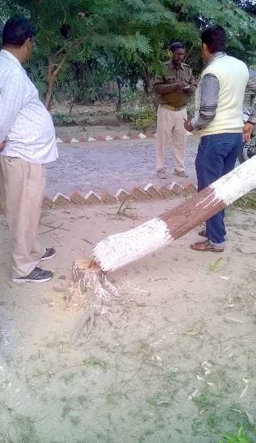 Three sandalwood trees cut from DFO and CMO